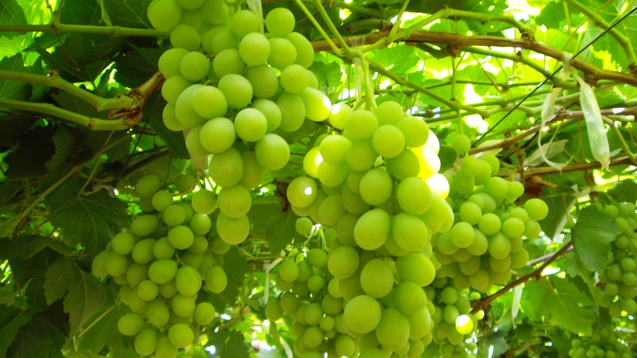 Sun World Grants New Fruit Licenses in Italy